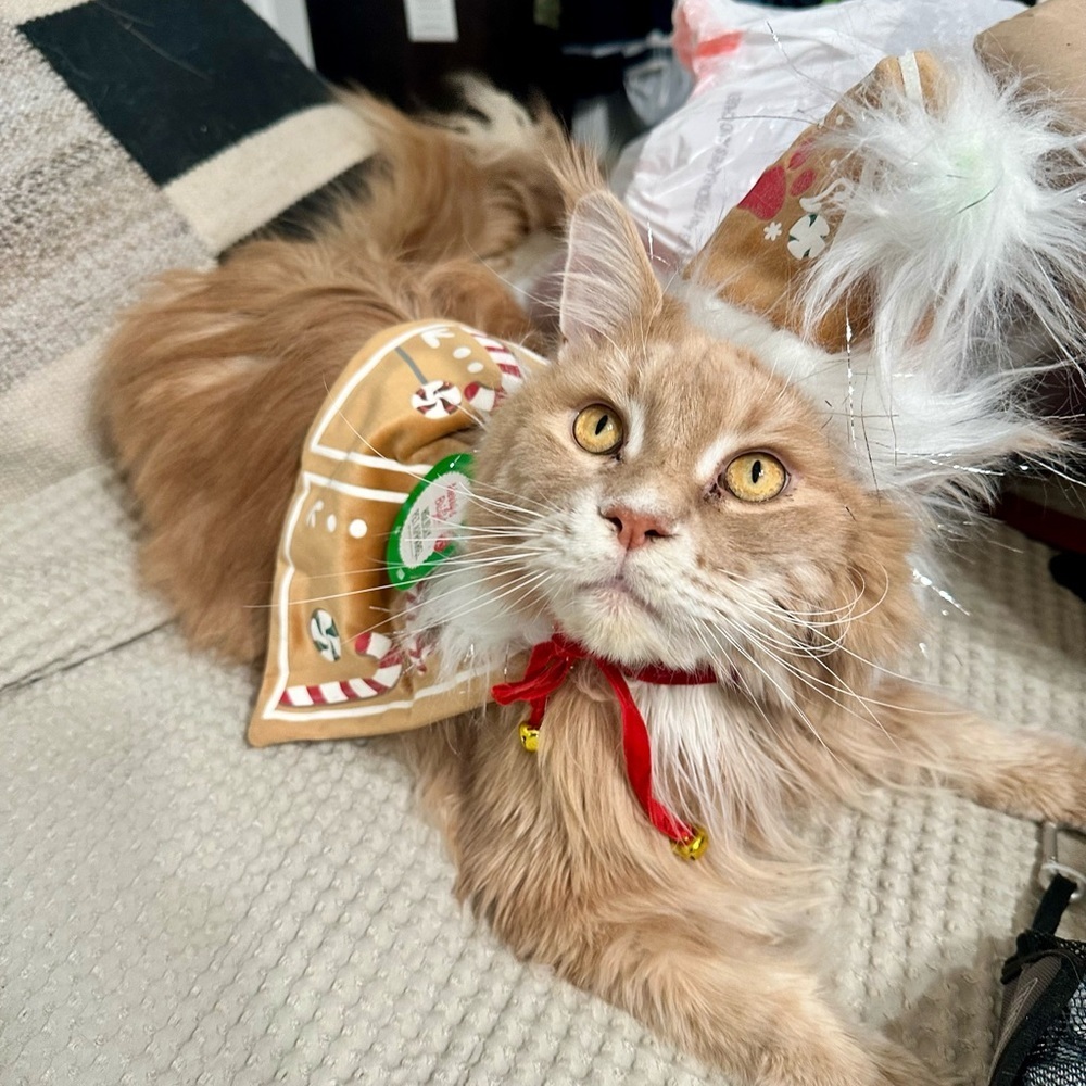 Merry & Bright Gingerbread House Pet Cape & Hat Set – Size M/L – New with Tags - Picture 15 of 15